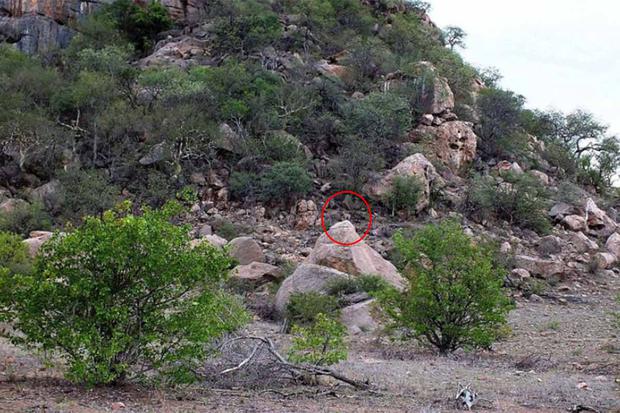 Aquí te dejamos la ubicación del venado. El animal está sobre una enorme roca. ¿Lo viste?| Foto: Piet Grobler