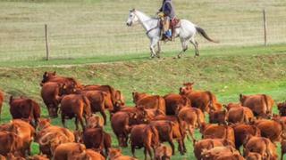 Encuentra al oso escondido entre las vacas en solo 10 segundos