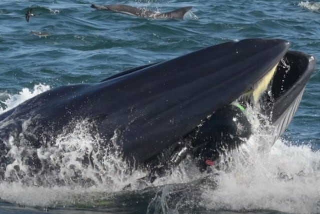 Foto 1 de 3 | La ballena tuvo al buzo en su boca. Cuando parecía que el hombre iba a morir, el animal lo escupió. | Foto: Beastly / YouTube. (Desliza hacia la izquierda para ver más fotos)