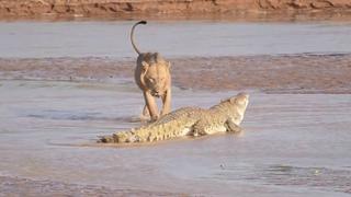 El feroz combate a muerte entre un león y un cocodrilo que terminó de forma inesperada