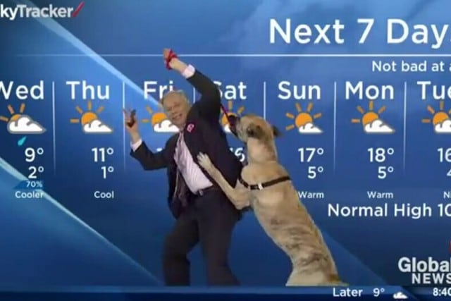 Un travieso perro se robó los corazones de todos al acompañar a un 'hombre del tiempo' a ofrecer el pronóstico del clima. (Foto: Global News en YouTube)