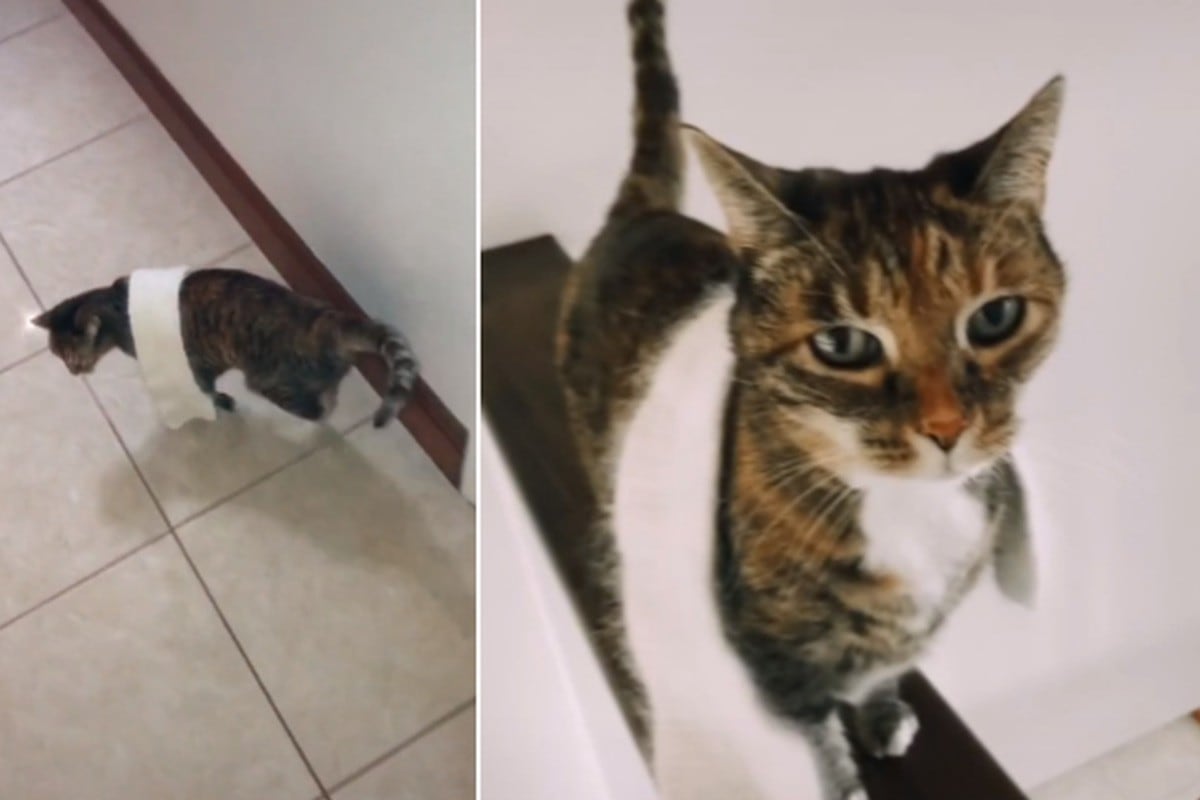 Foto 1 de 5 | La gata ha llamado la atención de miles en redes sociales por usar una bufanda. | Foto: calliepars / TikTok. (Desliza hacia la izquierda para ver más fotos)