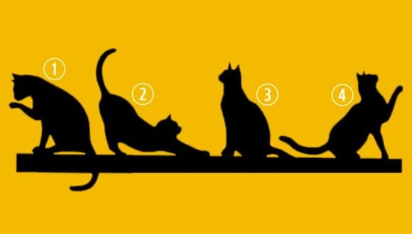 TEST VISUAL | En esta imagen hay cuatro gatos. Debes escoger uno. (Foto: namastest.net)