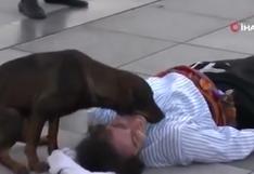 Perro de la calle invadió una obra de teatro para ‘consolar’ a actor que fingía estar herido [VIDEO]