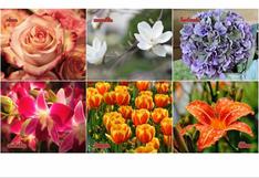 Descubre tu personalidad a través de las flores: ¡Elige tu favorita y revela tus secretos más profundos!