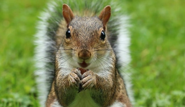 El video de la pequeña ardilla causó revuelo en YouTube. (Foto referencial: Pixabay)