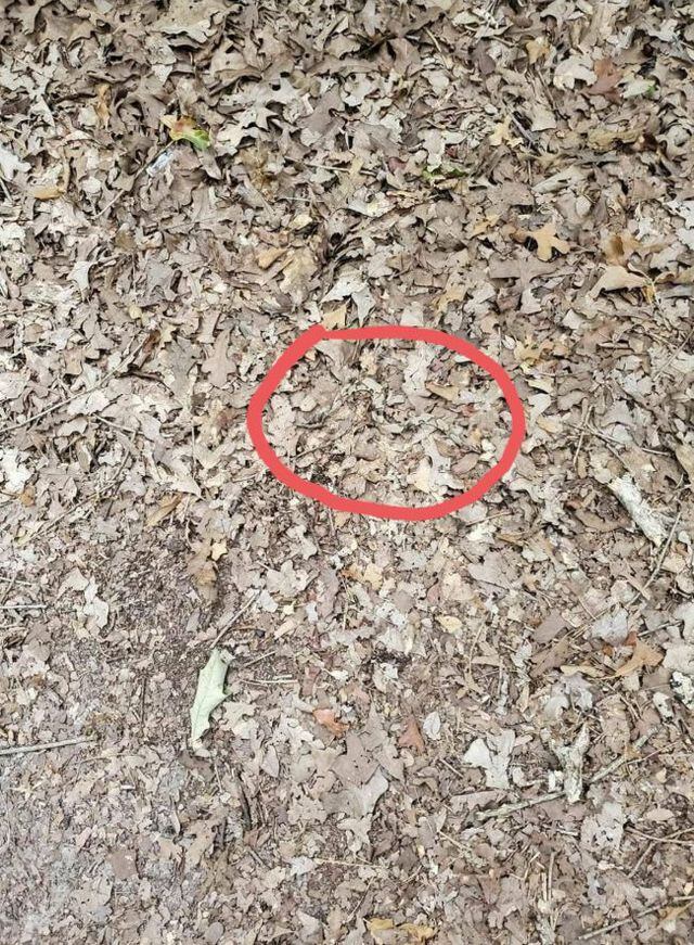 Reto viral: pocos han podido encontrar a la serpiente cabeza de cobre en menos de 15 segundos. (Foto: Facebook)