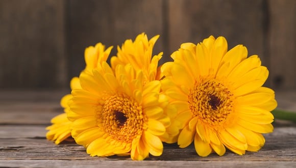 Por qué regalan flores amarillas HOY 21 de septiembre? su significado | Qué  día se entregan flores amarillas | MEXICO | DEPOR