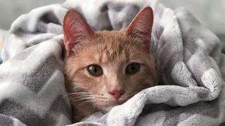 Mujer reacciona así al ver a su gato sentado como un humano