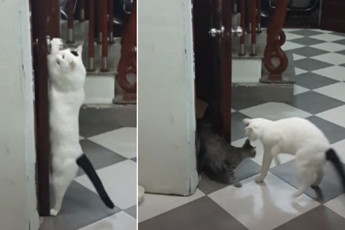 Foto 1 de 3 | El gato se paró en dos patas para hacer girar la manija de la puerta y liberar a su amigo felino. | Foto: ViralHog / YouTube. (Desliza hacia la izquierda para ver más fotos)