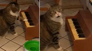 Gato sorprende a todos al tocar un piano para pedirle comida a su dueña