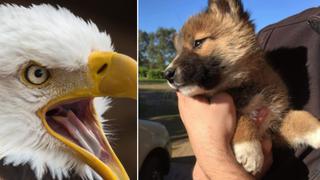 Águila rapta un ‘perro’, lo suelta sobre un patio y descubren que era de una especie en peligro de extinción