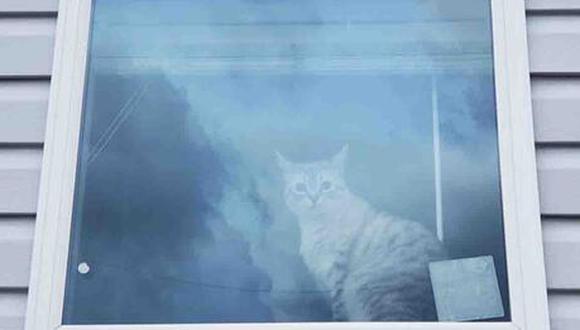 Acertijo visual en 5 segundos: ¿ubicas al segundo gato en la ventana tienes una vista mala? (Foto: Redes Sociales)