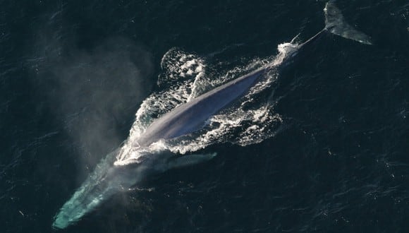 Tras unos segundos que parecieron interminables, la ballena escupió a las kayakistas de vuelta la mar. (Foto: Pixabay)