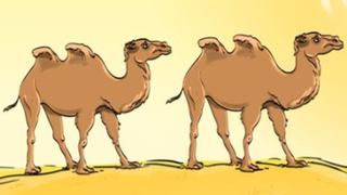 Reto visual de ubicar el grosero error en la prueba de los camellos