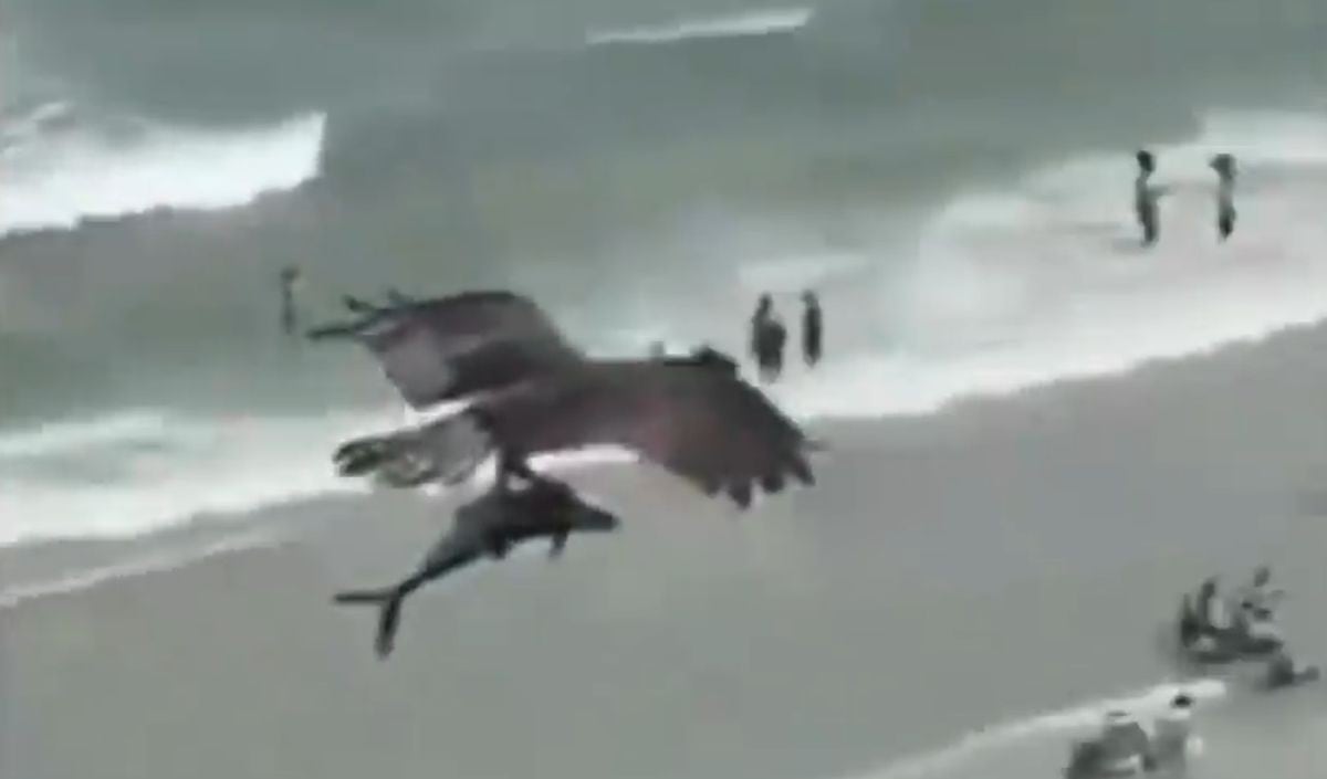 Águila es grabada capturando un tiburón del mar en Florida. (YouTube/Getty)