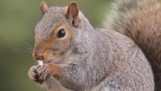 Ayuda a una ardilla en un apuro mayúsculo y se gana el cariño de los usuarios de YouTube 