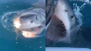 Gran tiburón blanco ataca un bote y le arranca “un pedazo de motor” de un mordisco