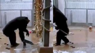 Todo un ejemplo: chimpancé es viral luego de ser captado barriendo su espacio personal [VIDEO]