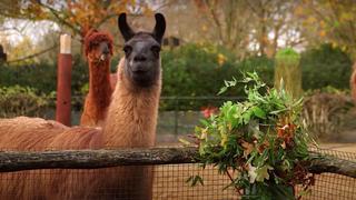 ¡Se pasaron! Llamas dejan zoológico sin coronas navideñas y video es viral