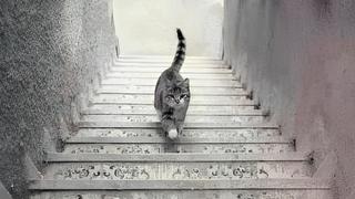 Test de personalidad que resplandecerá tu interior: ¿el gato está bajando o subiendo?
