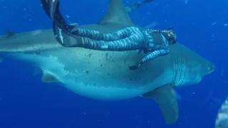 Buceadora nadó junto a enorme tiburón y dejó boquiabierta a las redes sociales