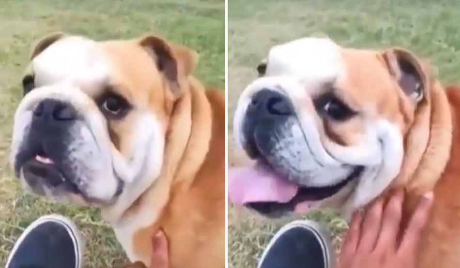 La reacción de este perro tras escuchar que su amo le dijo "feo" causa sensación en las redes sociales | Foto: Facebook / Telehit
