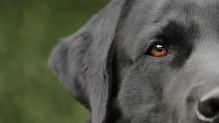 ¡El mejor amigo! Perrito  salva de morir a su amiga sorda con esta gran acción