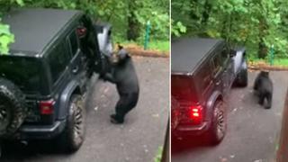 Hombre ve que un oso abre la puerta de su vehículo y lo ‘espanta’ con su voz