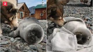 Emotivo: un perro rescata así a foca bebé y lo cuida como si fuera su cachorro