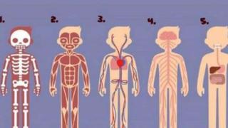 Para ti cuál parte del cuerpo es más importante: test viral mostrará datos únicos sobre ti