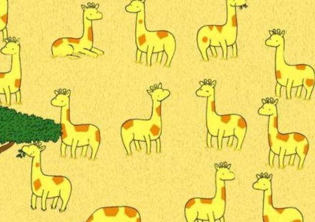 ¿Puedes encontrar a la jirafa sin pareja en la imagen tendencia en redes sociales de ahora? (Facebook)