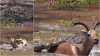 De locos: impala escapó de la boca de 2 cocodrilos mientras se hundía en el fango [VIDEO]