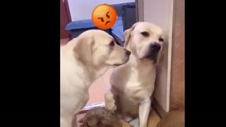 Del que menos esperaba: perro soplón ‘vendió’ a su canino amigo delante de su dueño y final es viral [VIDEO]