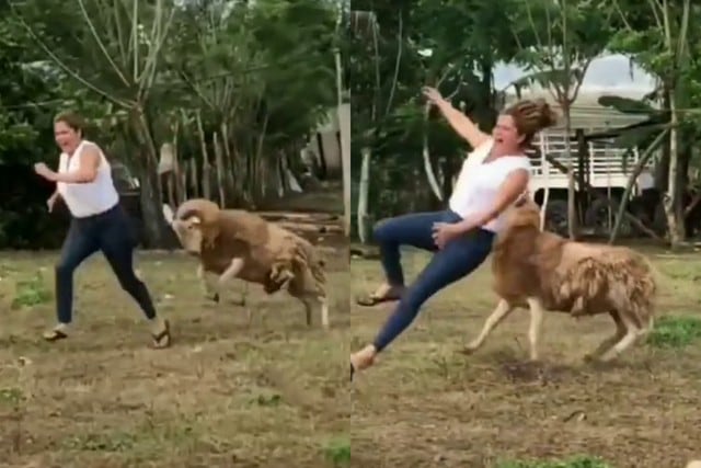Una mujer aprendió a la mala a jamás molestar a un carnero dentro de su corral. (Fotos: @momentosvirales en TikTok)