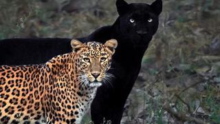 La insólita foto de una pantera negra y un leopardo que causa furor en redes sociales
