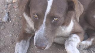 ‘Cuchufleto’, el perro que llora mientras espera la llegada de su dueño fallecido en una mina de México