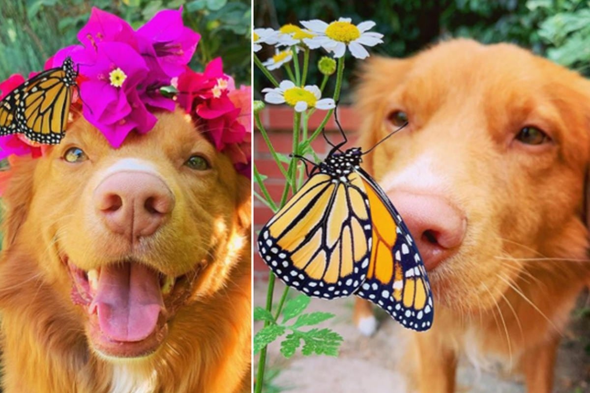 Foto 1 de 3 | El perro suele estar en el jardín de su dueña para pasar tiempo con las mariposas. | Foto: milo_the_toller / Instagram. (Desliza hacia la izquierda para ver más fotos)