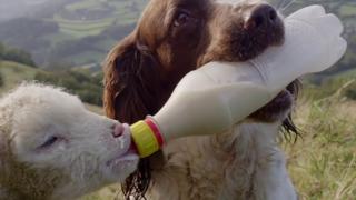 Perro da leche desde un biberón a corderos huérfanos y desata ternura en Internet