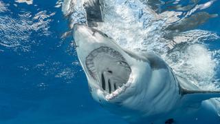 Tiburón aparece en las playas de Florida y bañistas aterrorizados no quieren entrar al mar