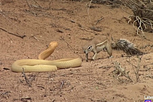 La ardilla no dudó en encarar al atemorizante reptil para proteger la vida de sus crías. (Foto: Captura)