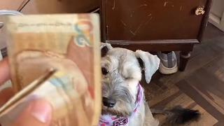 Final inesperado: se fue al baño y al regresar se encontró con todos su billetes mordidos [VIDEO]