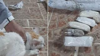 Gato intenta ingresar a una cárcel y es sorprendido con droga envuelta en su cuerpo