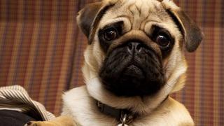 Te aseguramos que quedarás sorprendido al ver cómo luce la radiografía de un perro pug