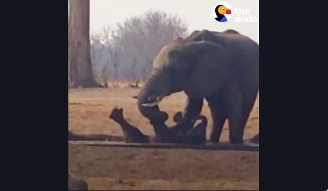YouTube | Mamá elefante evita así que unos leones se coman a su cría | YT |  Virales | Animales | NNDA NNRT | OFF-SIDE | DEPOR