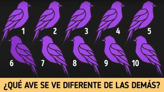 ¿Lograrás ubicar cuál es el ave distinta? El límite es de 10 segundos para descifrar este reto visual