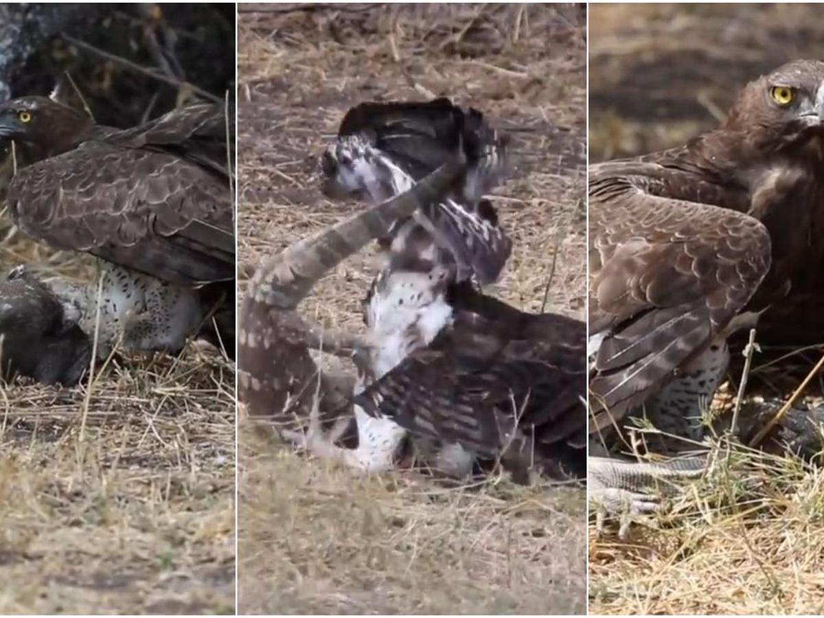 Video viral | La pelea entre una águila y un lagarto a muerte es viral en  redes sociales como YouTube, Facebook y Twitter | Tendencia | Trends |  Trending | Estados Unidos,