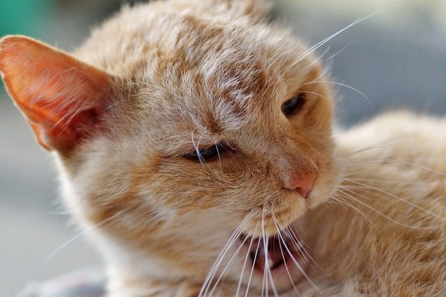 El gato resultó infectado de COVID-19 después de haber estado en constante contacto con su dueño (Foto: Pixabay/ Referencial)