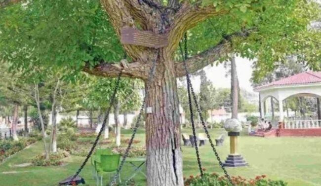 La insólita historia del árbol que lleva 122 años arrestado y encadenado. (Fotos: Instagram)
