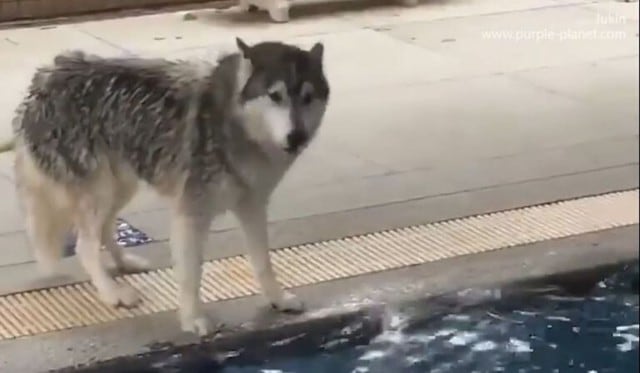 El perro lloraba por temor al agua. (Captura)
